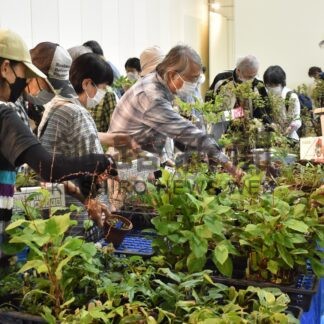 秋を感じる山野草並ぶ　山草会展示会【釧路市】(2024-09-08)