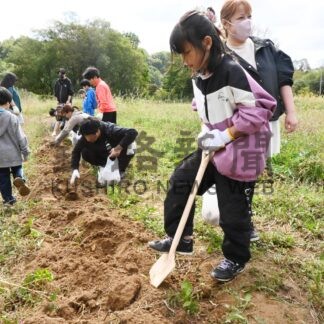 「芋掘り楽しい」　子供ら食育学習【白糠】(2024-09-25)