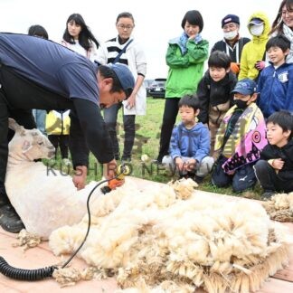 羊毛刈りに子供ら真剣　しらぬかプチ産業まつり【白糠】(2024-09-29)
