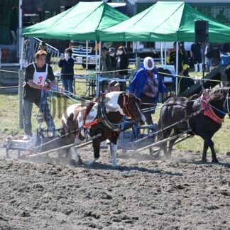 ポニーばん馬 力強く　旧馬産地、大楽毛でイベント【釧路市】(2024-10-07)