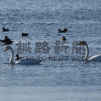 オオハクチョウ今季初飛来　〝白鳥の湖〟風蓮湖に【根室】(2024-10-14)