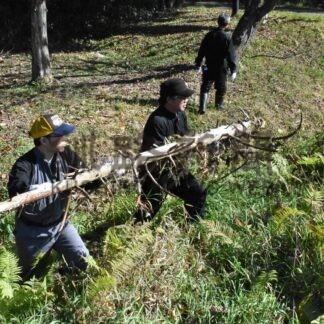桜並木ロードきれいに　西春別地区の保存会【別海】(2024-10-16)