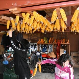 幌呂中で最後のタンチョウ用デントコーン収穫とニオ作り　今年度で閉校【鶴居】_1(2024-10-10)