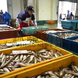 白糠沖シシャモ初日４・３㌧　前年比１・３㌧増【白糠】(2024-10-22)