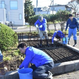 チューリップ球根 米町公園花壇に植栽　みなとライオンズク【釧路市】(2024-10-31)