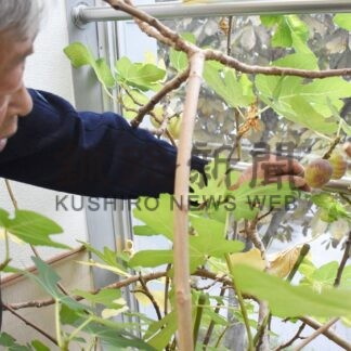 校内育ち イチジクたわわ　くしろせんもん学校 鉢植えに立派な実【釧路市】(2024-10-11)