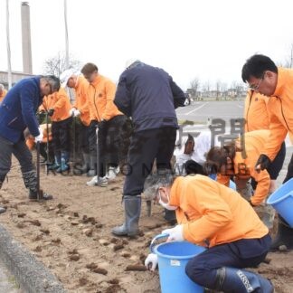 チューリップ1000株　鳥取ドームに植栽　釧路ぬさまいライオンズクラブ【釧路市】(2024-11-13)