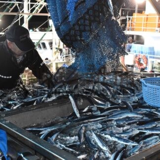 サンマ２．９万㌧前年同期約２倍　全さんま水揚げ状況、１０月末現在【根室】(2024-11-07)