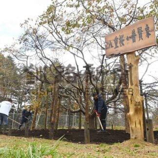 フゲンゾウ越冬支度　厚岸桜の木保存会、温室シート取り外し【厚岸】(2024-11-19)