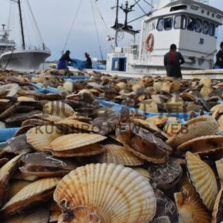 ホタテ３倍以上高値　３年ぶり秋漁初水揚げ【根室】(2024-11-02)