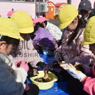 園児らヒマワリの種採取　絆プロジェクト、交通事故防止願う【根室】(2024-11-16)