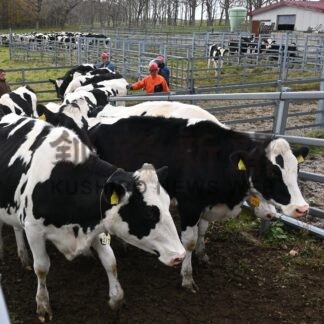 乳牛４２０頭 丸々太ってわが家へ　町営牧場で退牧【厚岸】(2024-11-21)