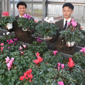 別海高でシクラメン販売　１２～１４日、生徒が育てた鉢植え250個【別海】(2024-11-08)