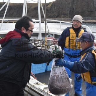 稚ウニ約１１５万粒生産　落石沿岸に６割放流【根室】(2024-11-16)