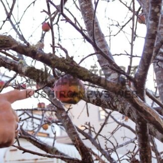 リンゴ大きく実る　市内住宅「路地物珍しい」【根室】(2024-12-10)