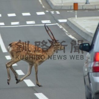 根室管内シカ事故最多　１１月末まで１２４件【根室】(2024-12-15)