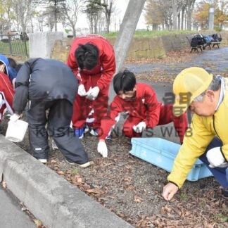 美しい花壇目指し鳥取西中生と整備　鳥取８丁目町内会【釧路市】(2024-12-07)