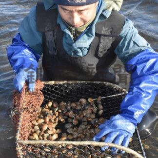 厳寒のアサリ手掘り漁始まる　トーサムポロ沼冬の風物詩【根室】(2025-01-22)
