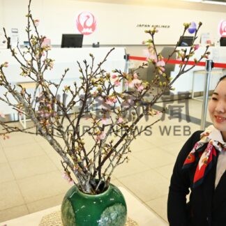釧路空港に日本一早い桜到着【釧路市】(2025-01-19)