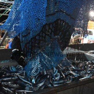 花咲港 サンマ水揚げ日本一　２４年、２万１２６㌧で１５年連続【根室】(2025-01-08)