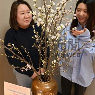 一足早い春感じて　友好都市村山市から「啓翁桜」届く【厚岸】(2025-01-17)
