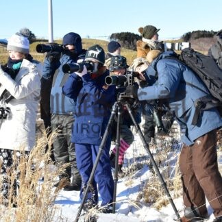 ねむろバードフェス楽しんで　２４日開幕、ガイドツアーに１３０人(2025-01-15)
