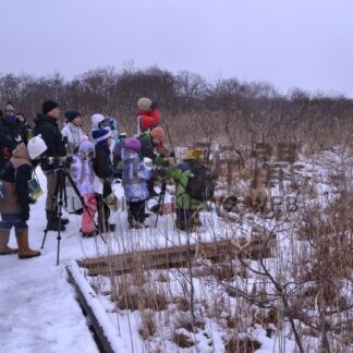 こどもレンジャー、エゾシカのカウント体験【鶴居】(2025-01-26)