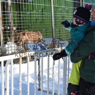 ライオンのフウ人気　釧路市動物園営業スタート【釧路市】(2025-01-04)