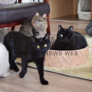 保護猫ふれあいカフェ 釧路に　オープンへＣＦ出資金募る【釧路市】(2025-02-07)