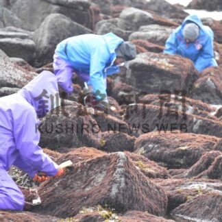 「ガリガリ」フノリ漁解禁　根室半島、厳寒期の風物詩【根室】(2025-02-04)
