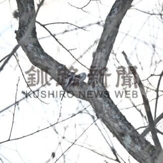 春採湖でオーバーツーリズム？　写真愛好家、観光客で混雑【釧路市】_1(2025-02-23)