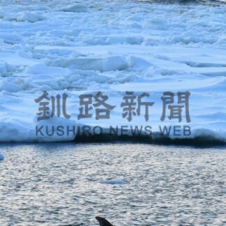 イルカ 流氷に閉じ込められる【根室】(2025-03-16)