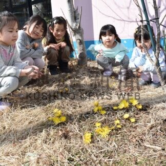 春の訪れを告げるフクジュソウ開花　ひぶな幼稚園【釧路市】(2025-03-14)