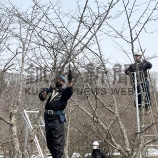 別保公園で桜の木剪定　釧路造園組合【釧路町】(2025-03-30)