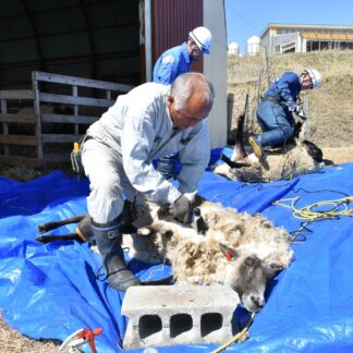 夏控え羊たちも衣替え　町育成牧場で毛刈り【標茶】(2025-05-01)
