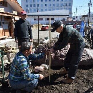 故郷のシダレザクラ植樹　川湯公衆浴場「湯吉」【弟子屈】(2025-04-27)
