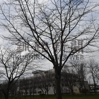 サクラの観測開始　釧路地方気象台【釧路市】(2025-04-25)