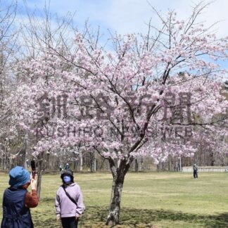 釧根 桜めぐり　◇３【釧路市】(2025-04-25)