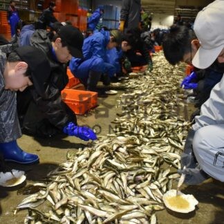 野付中生が真剣にチカ採卵挑戦【別海】(2025-04-15)