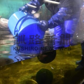 マリモ引き上げ作業、冬期間から目覚める　阿寒湖、１日から一般公開【釧路市】(2025-04-26)