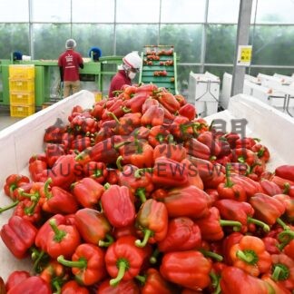 肉厚パプリカ味わって　８日から本格出荷【釧路市】(2025-04-08)