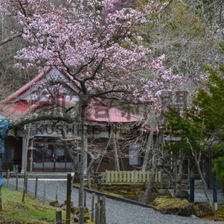釧根 桜めぐり　◇１(2025-04-23)