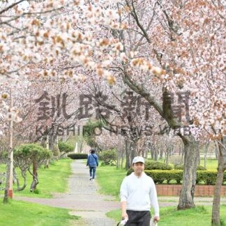 釧根 桜めぐり　◇２【釧路市】(2025-04-24)