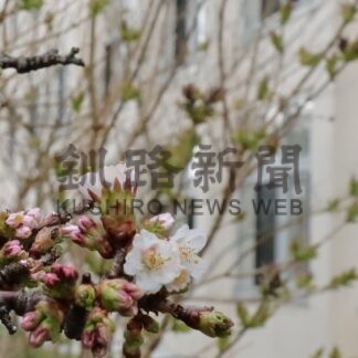 チシマザクラ開花、昨年より６日遅く　根室振興局前庭【根室】(2025-05-06)