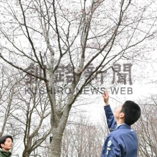 釧路でサクラ開花　平年より９日早く【釧路市】(2025-05-08)