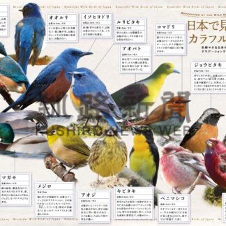 希望者全員に野鳥紹介ポスター無料でプレゼント【釧路市】(2025-05-18)