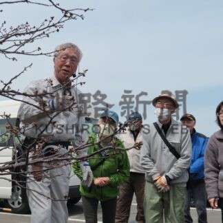 チシマザクラ保全へ　樹木医招き講習会【根室】(2025-05-07)