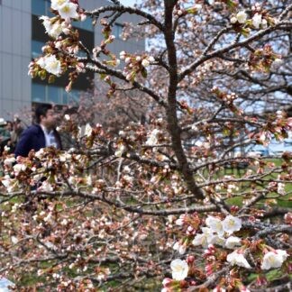 日本一遅い春の訪れ　桜前線、最東端・根室に到着【根室】(2025-05-13)