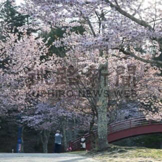 桜・牡蠣まつり１・８万人来場【厚岸】(2025-05-20)