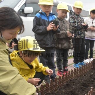 交通事故根絶願い　園児、ヒマワリ種まき【中標津】(2025-06-01)
